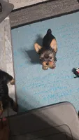 Little Missy (PENDING), a female Yorkshire Terrier for sale in Arlington, VA – 2 of 7