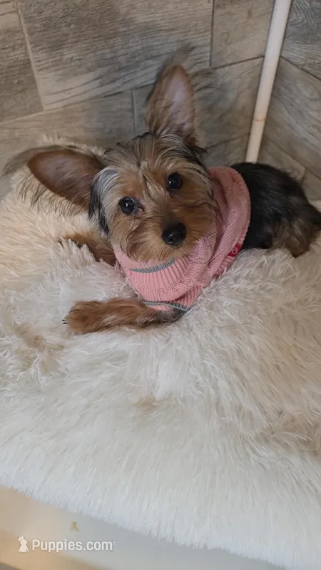 Classy *REDUCED* – Yorkshire Terrier puppy for sale in Arlington, VA