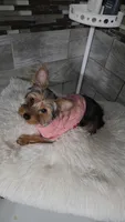 Classy *REDUCED*, a female Yorkshire Terrier for sale in Arlington, VA – Photo 2 of 4