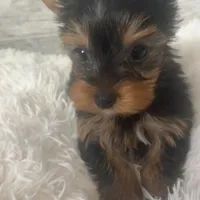 Classy *REDUCED*, a female Yorkshire Terrier for sale in Arlington, VA – Photo 4 of 4