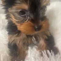Classy *REDUCED*, a female Yorkshire Terrier for sale in Arlington, VA – Photo 3 of 4