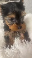 Classy, a female Yorkshire Terrier for sale in Arlington, VA – Photo 1 of 3