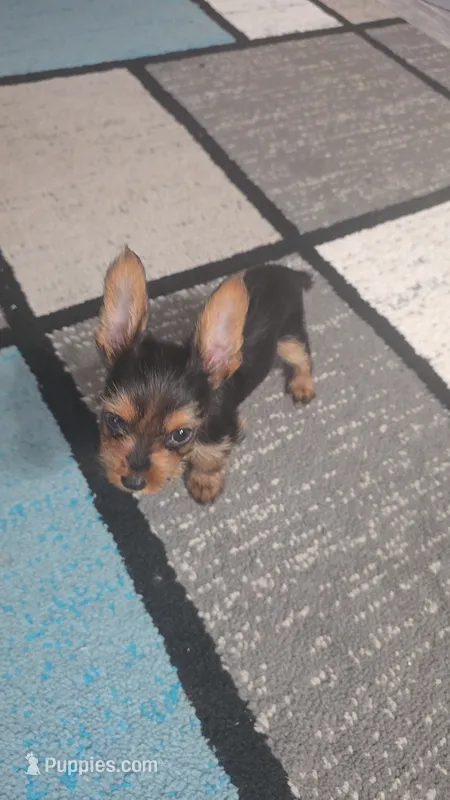 Teddy – Yorkshire Terrier puppy for sale in Arlington, VA