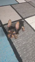 Teddy, a male Yorkshire Terrier for sale in Arlington, VA – 1 of 4