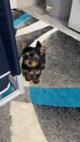 Little Missy, a female Yorkshire Terrier for sale in Arlington, VA – 2 of 7