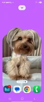 Teddy (REDUCED), a male Yorkshire Terrier for sale in Arlington, VA – 5 of 6