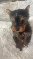 Little Missy, a female Yorkshire Terrier for sale in Arlington, VA – 3 of 7