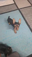 Teddy (REDUCED), a male Yorkshire Terrier for sale in Arlington, VA – 1 of 6