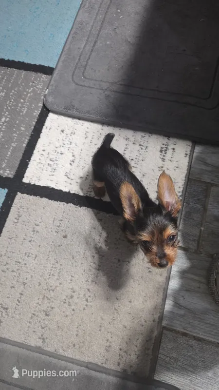 Teddy – Yorkshire Terrier puppy for sale in Arlington, VA