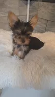 Little Sassy (pending), a female Yorkshire Terrier for sale in Arlington, VA – 3 of 8