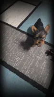 Little Missy (PENDING), a female Yorkshire Terrier for sale in Arlington, VA – 4 of 7