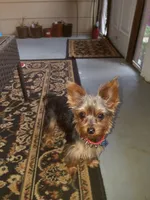Teddy (REDUCED), a male Yorkshire Terrier for sale in Arlington, VA – 5 of 6