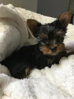 Little Sassy, a female Yorkshire Terrier for sale in Arlington, VA – 3 of 5