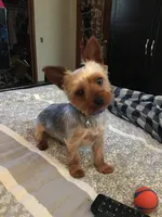 Teddy (REDUCED), a male Yorkshire Terrier for sale in Arlington, VA – 6 of 6