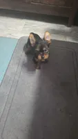 Little Anna, a female Yorkshire Terrier for sale in Arlington, VA – 2 of 7