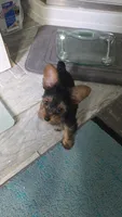 Tcup Sassy, a female Yorkshire Terrier for sale in Arlington, VA – Photo 2 of 6