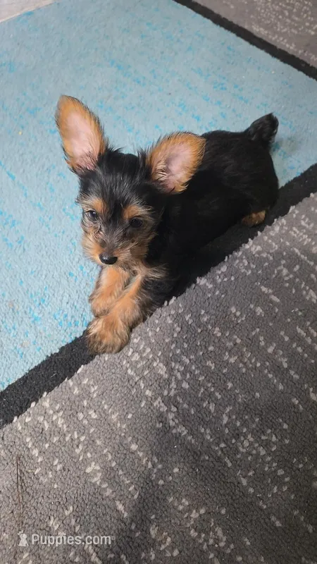 Little Sassy – Yorkshire Terrier puppy for sale in Arlington, VA