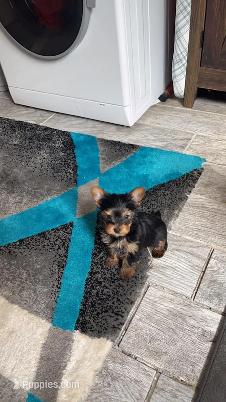 Sassy – Yorkshire Terrier puppy for sale in Arlington, VA