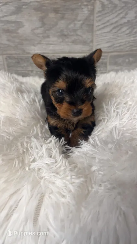 Sassy – Yorkshire Terrier puppy for sale in Arlington, VA
