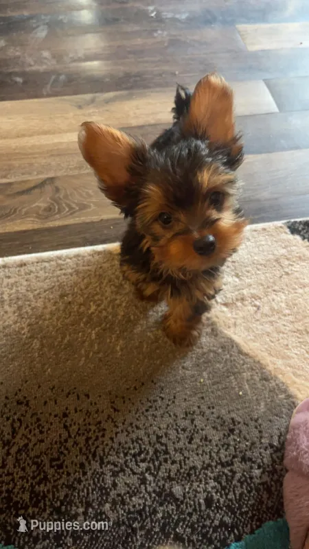 Sassy – Yorkshire Terrier puppy for sale in Arlington, VA