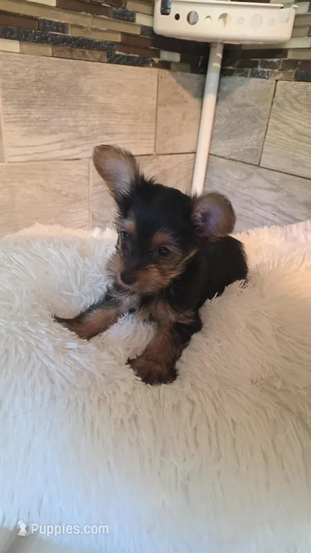 Sassy – Yorkshire Terrier puppy for sale in Arlington, VA