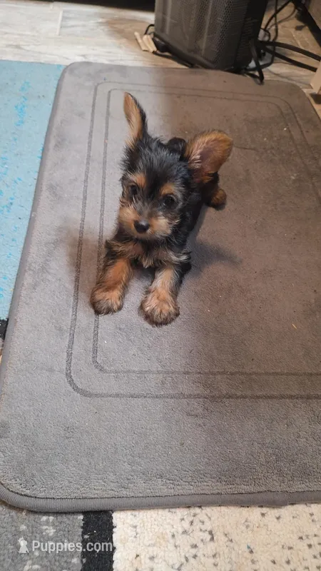 Sassy – Yorkshire Terrier puppy for sale in Arlington, VA