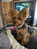 Sassy, a female Yorkshire Terrier for sale in Arlington, VA – Photo 4 of 4