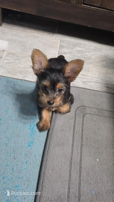Sassy – Yorkshire Terrier puppy for sale in Arlington, VA