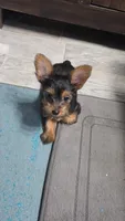 Tcup Sassy, a female Yorkshire Terrier for sale in Arlington, VA – Photo 1 of 6