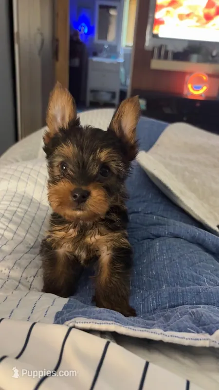 Sassy – Yorkshire Terrier puppy for sale in Arlington, VA