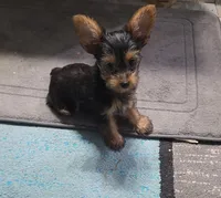 Tcup Sassy, a female Yorkshire Terrier for sale in Arlington, VA – Photo 3 of 6
