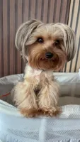 Little Sassy, a female Yorkshire Terrier for sale in Arlington, VA – 4 of 5