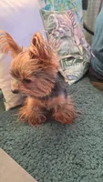 Roscoe (Pending), a male Yorkshire Terrier for sale in Arlington, VA – Photo 8 of 8