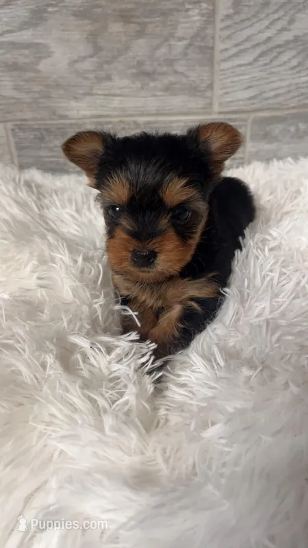 Roscoe – Yorkshire Terrier puppy for sale in Arlington, VA