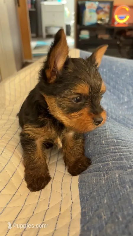 Roscoe – Yorkshire Terrier puppy for sale in Arlington, VA