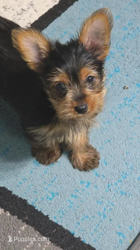 Roscoe – Yorkshire Terrier puppy for sale in Arlington, VA