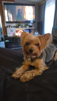 Roscoe, a male Yorkshire Terrier for sale in Arlington, VA – Photo 4 of 4