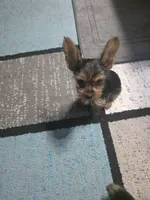 Teddy (REDUCED), a male Yorkshire Terrier for sale in Arlington, VA – 3 of 6