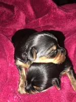 Little Missy, a female Yorkshire Terrier for sale in Arlington, VA – 5 of 7