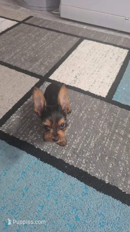 Teddy – Yorkshire Terrier puppy for sale in Arlington, VA
