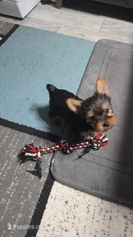 Little Missy – Yorkshire Terrier puppy for sale in Arlington, VA