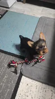 Little Missy (PENDING), a female Yorkshire Terrier for sale in Arlington, VA – 1 of 7