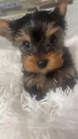 Little Sassy (pending), a female Yorkshire Terrier for sale in Arlington, VA – 5 of 8
