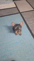 Little Sassy, a female Yorkshire Terrier for sale in Arlington, VA – 2 of 5