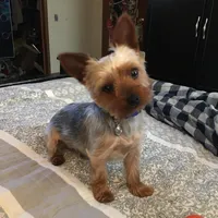 Sam *REDUCED*, a male Yorkshire Terrier for sale in Arlington, VA – Photo 2 of 2