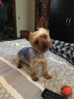 Sam *REDUCED*, a male Yorkshire Terrier for sale in Arlington, VA – Photo 2 of 2