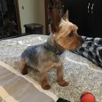 Sam *REDUCED*, a male Yorkshire Terrier for sale in Arlington, VA – Photo 1 of 2