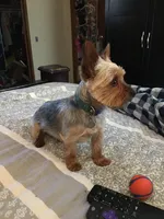 Sam *REDUCED*, a male Yorkshire Terrier for sale in Arlington, VA – Photo 1 of 2