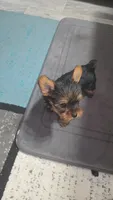 Little Sassy (pending), a female Yorkshire Terrier for sale in Arlington, VA – 4 of 8