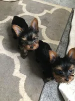 Little Missy, a female Yorkshire Terrier for sale in Arlington, VA – 4 of 7
